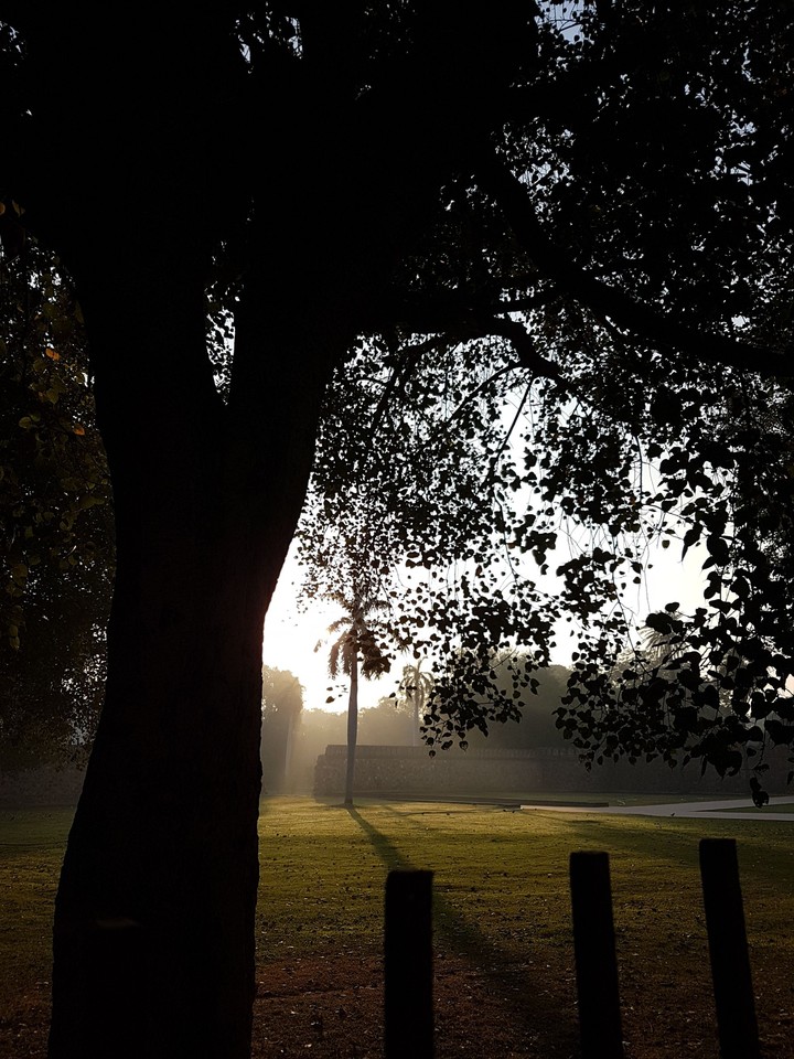 Morning pleasures