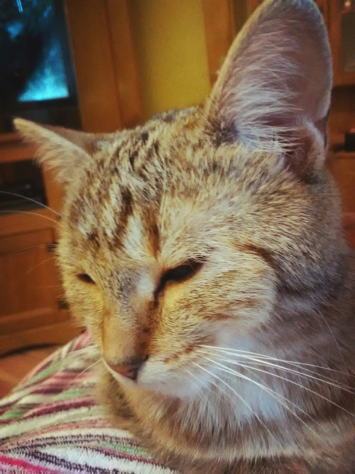 Die süßeste katze