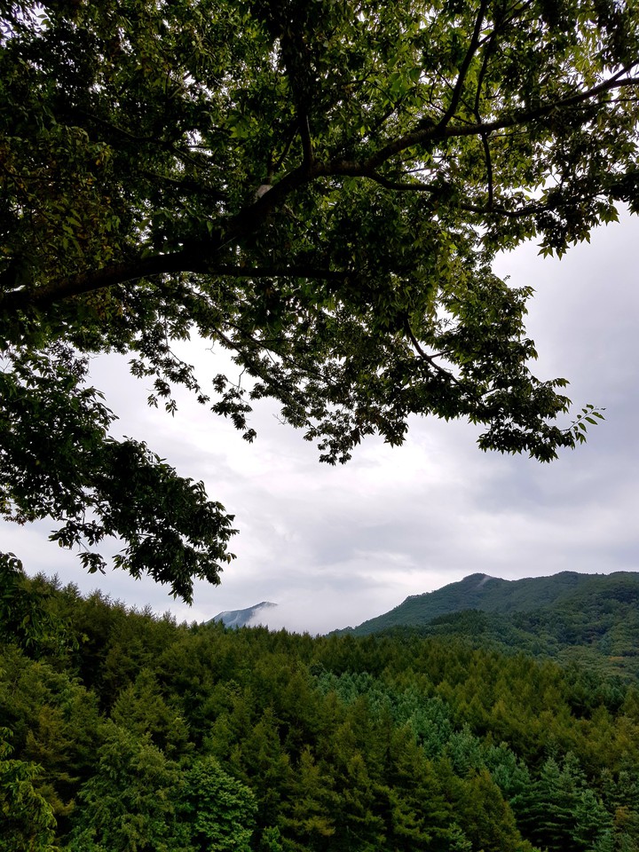 숲 속