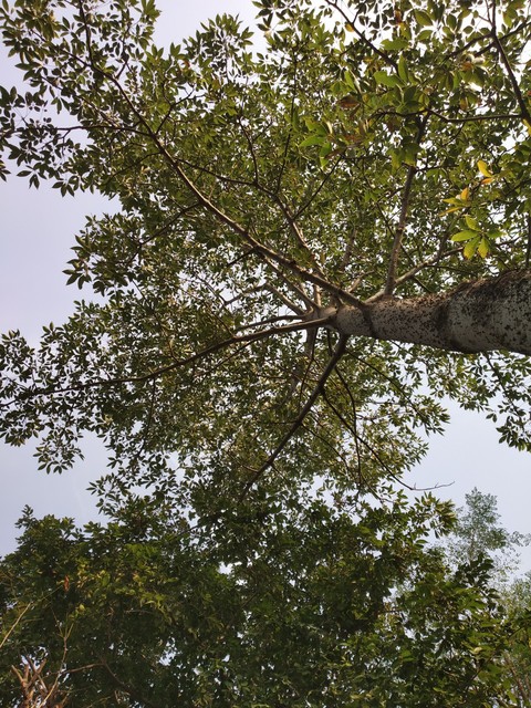 branches