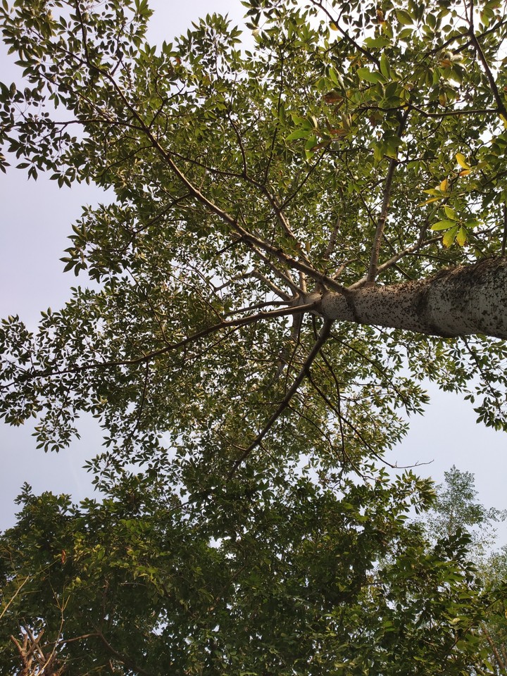 branches