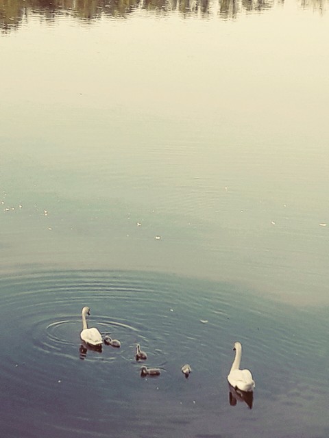 hình nền swan, waterfowl