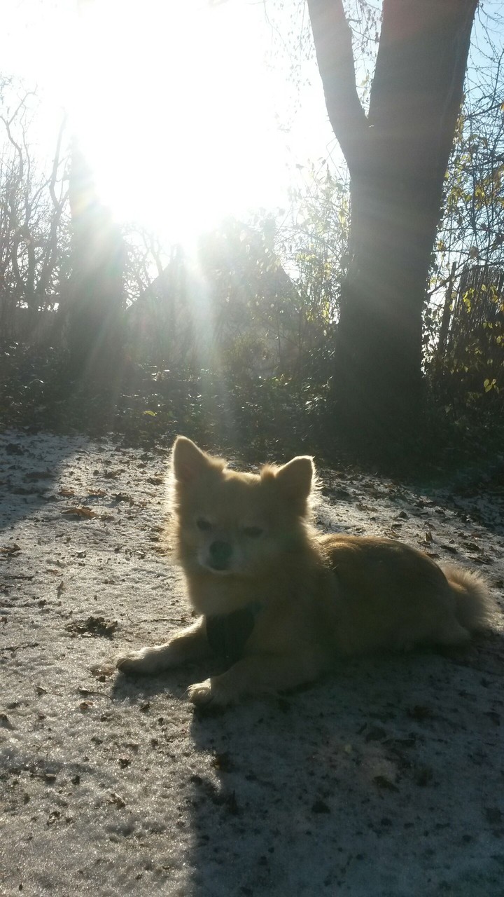 dog