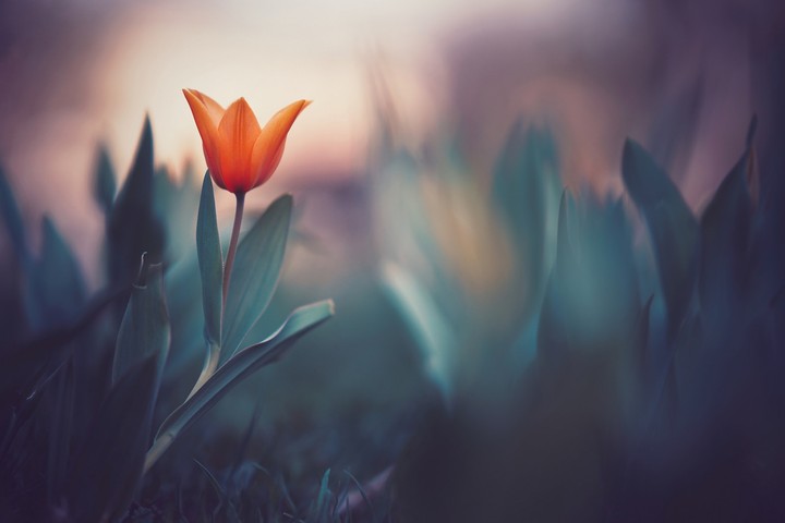 Blurry Tulip