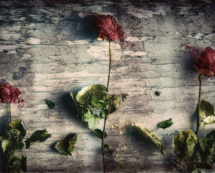 Roses
