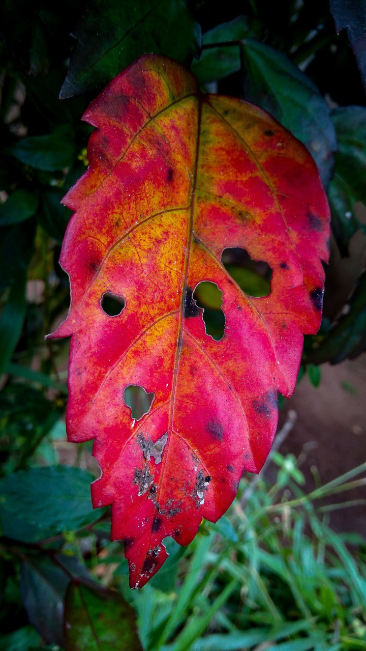 red old leaf