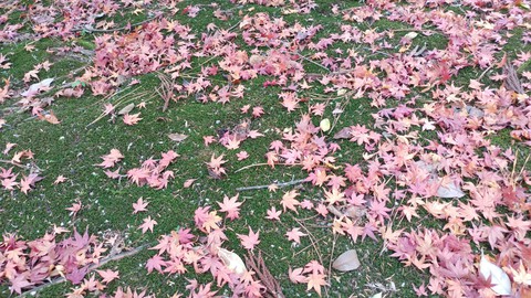 苔と紅葉の絨毯 red leaves on the mossy ground