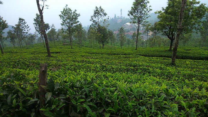 Ooty tea farm❤️
