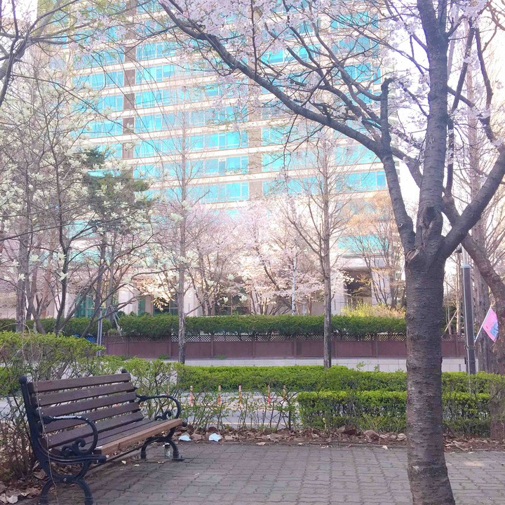 cherry blossom