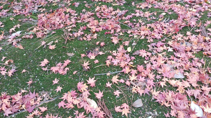 苔と紅葉の絨毯 red leaves on the mossy ground