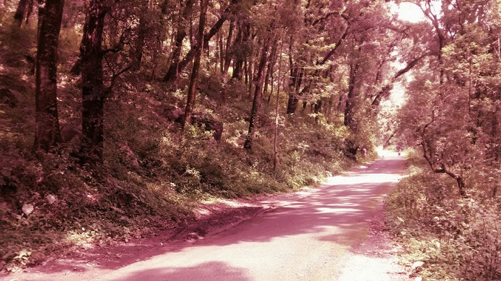 Forests, Way, nature , road