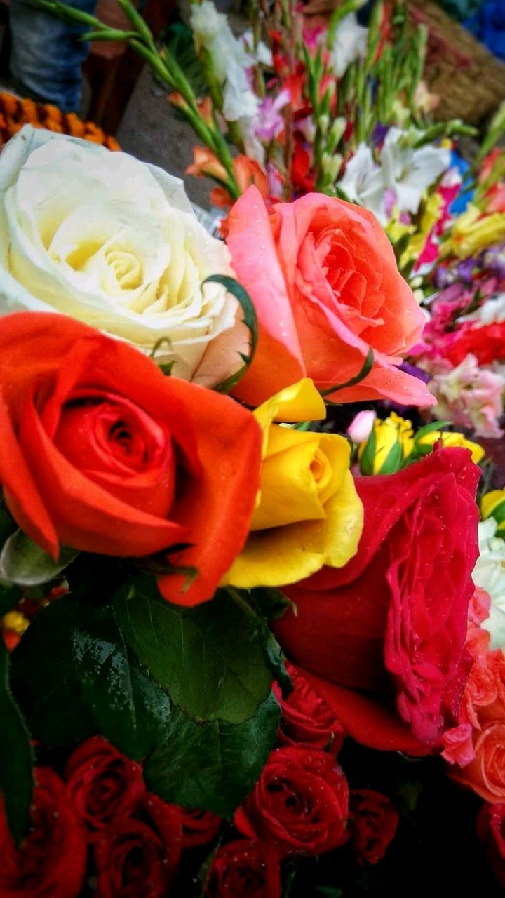 Roses of every kind
