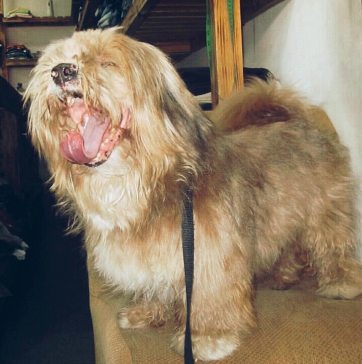 dog