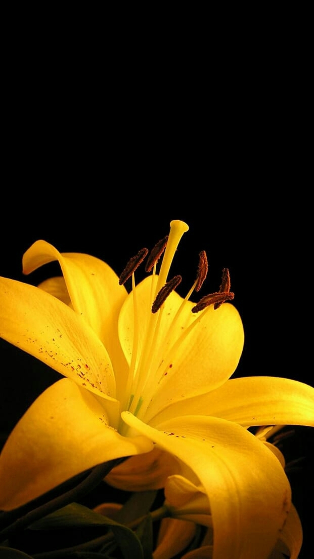yellow beauty