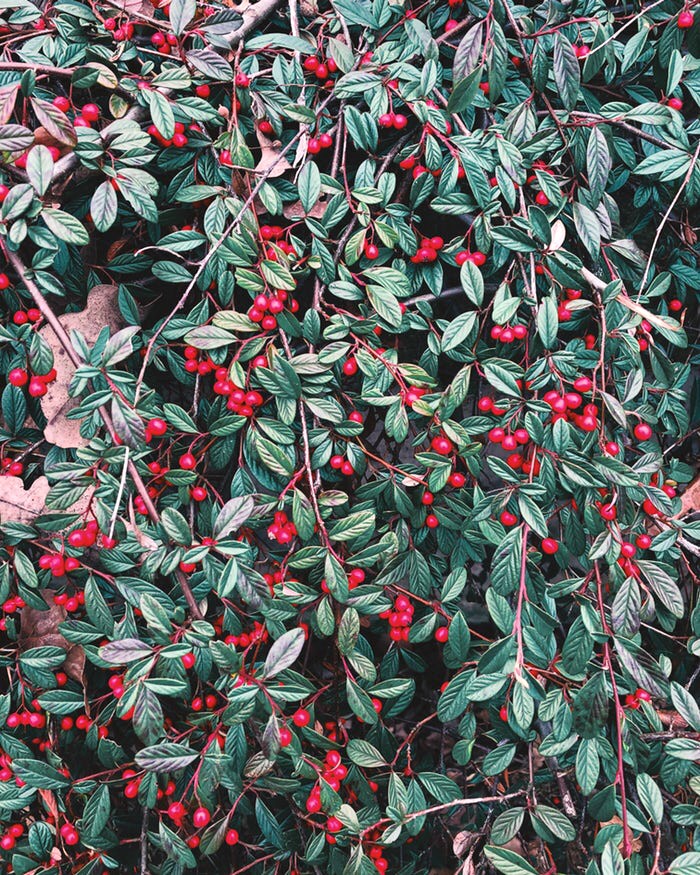 plant