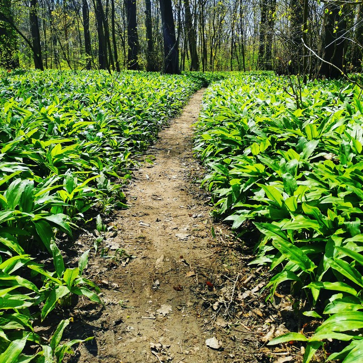 Waldspaziergang