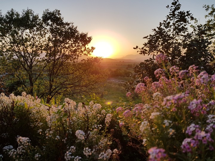 Blooming