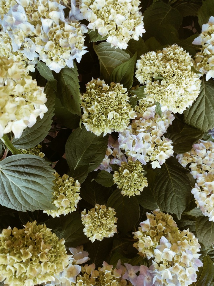 Flower Garden
