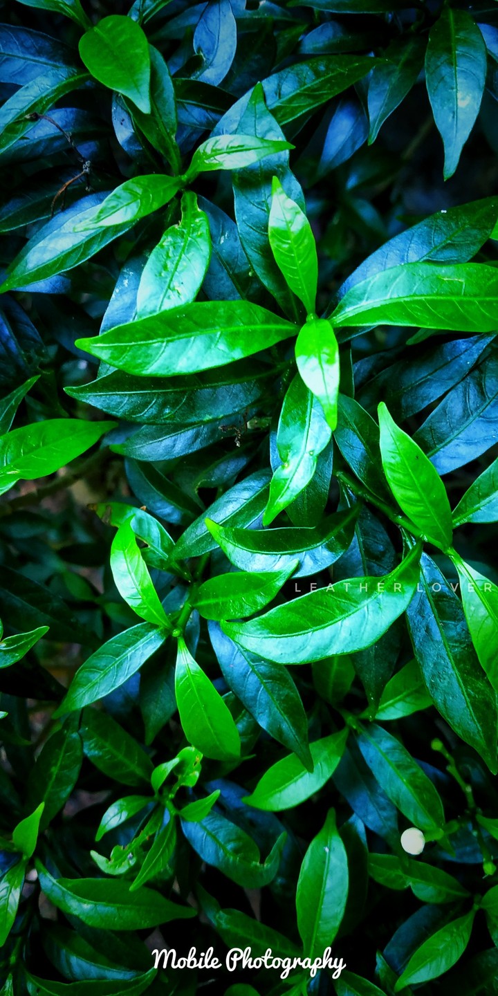 greeny