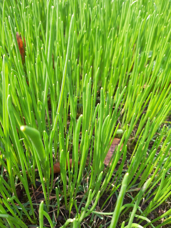 grass