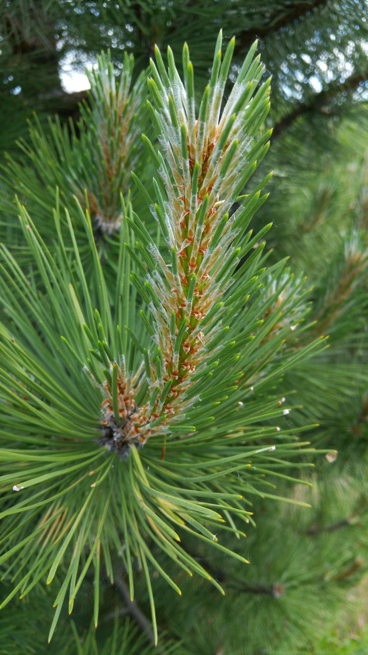 Needles of a conifer