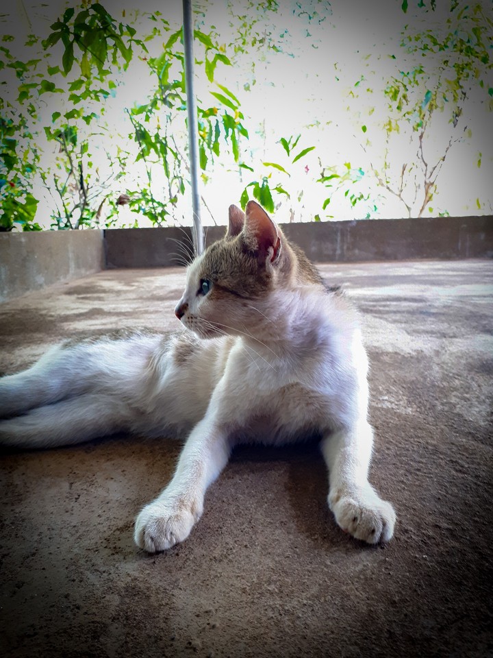Majestic Beauty