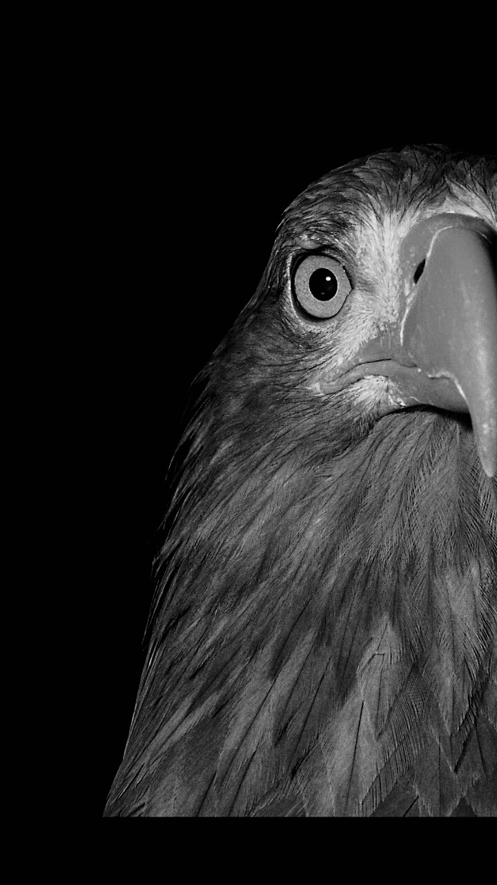 Eagle
