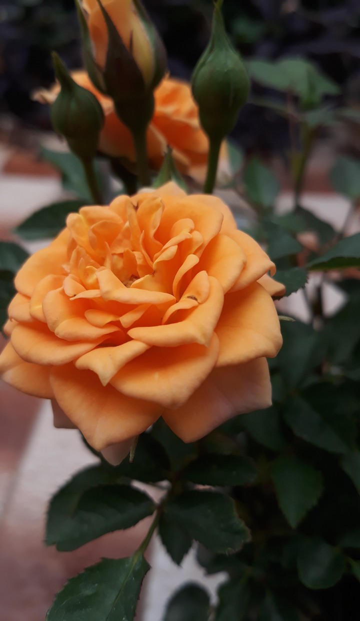 rose