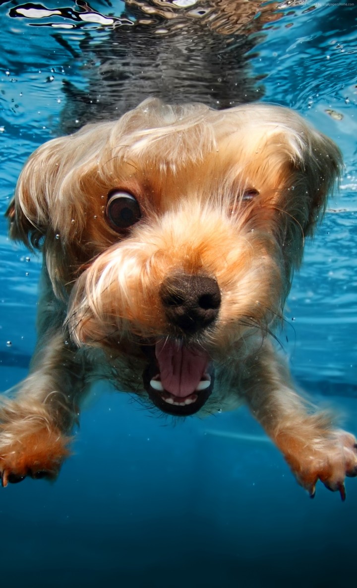funny dog diving