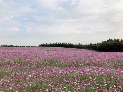 Cosmos in Autumn