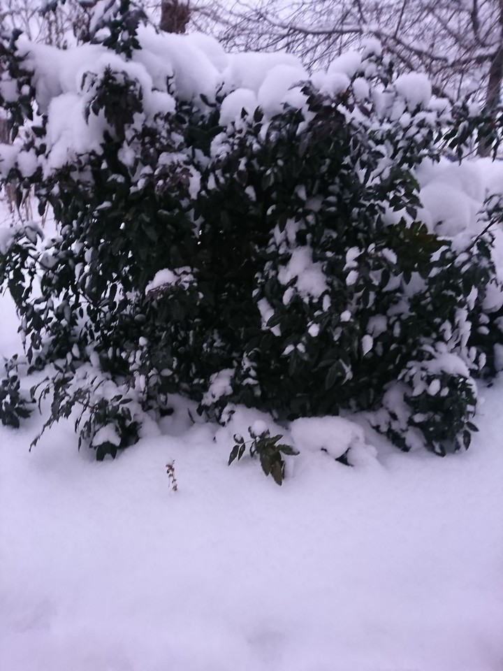 snow