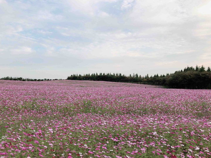 Cosmos in Autumn