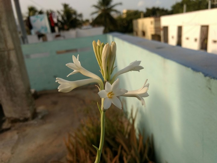 extraordinary flower