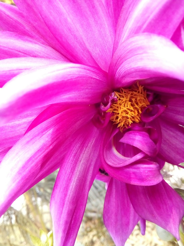 flower