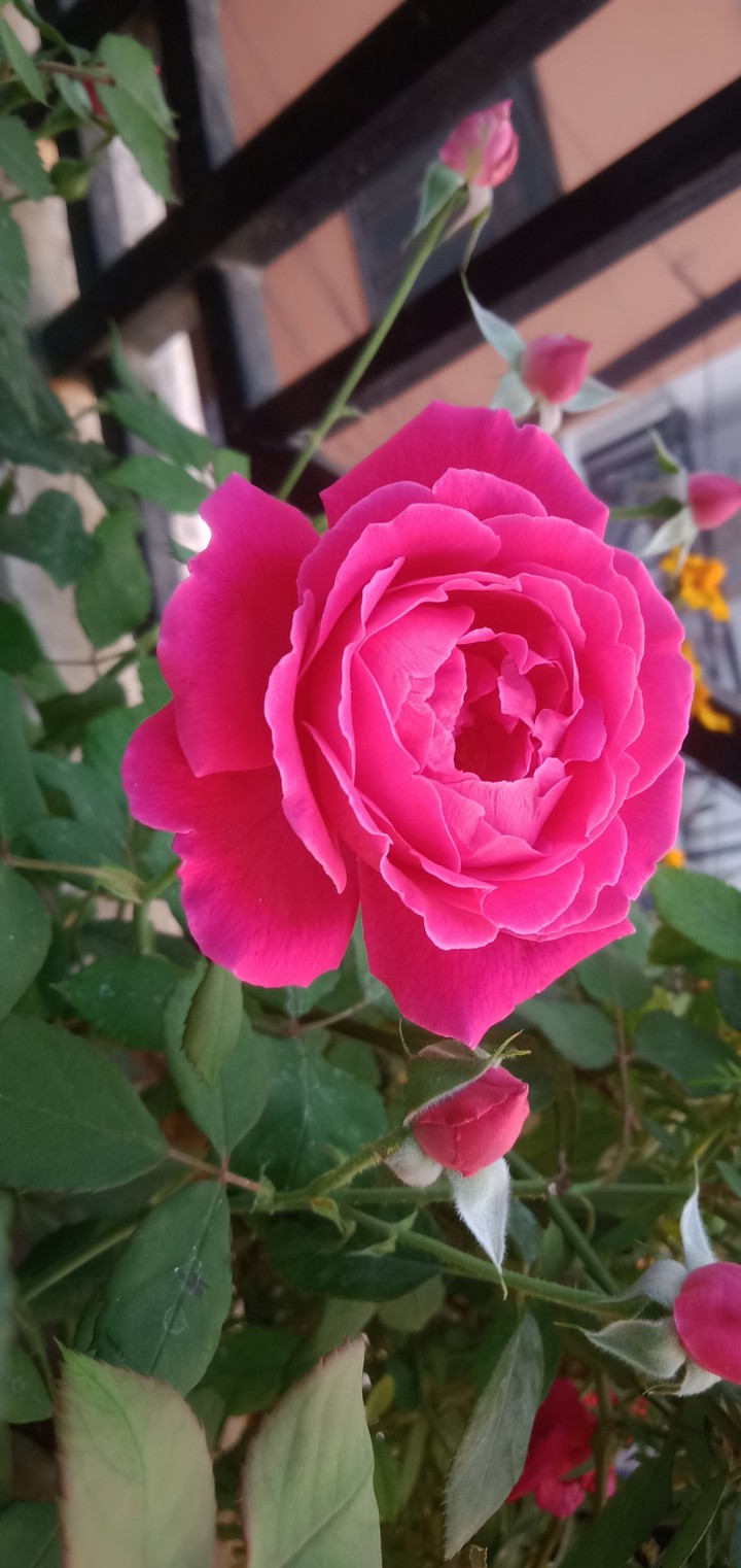 rose at Terrece