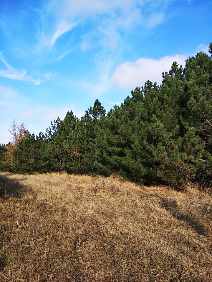Forest and blue