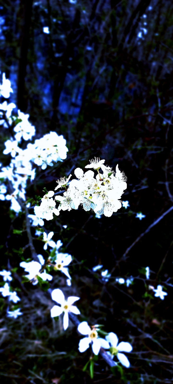 Spring❤️