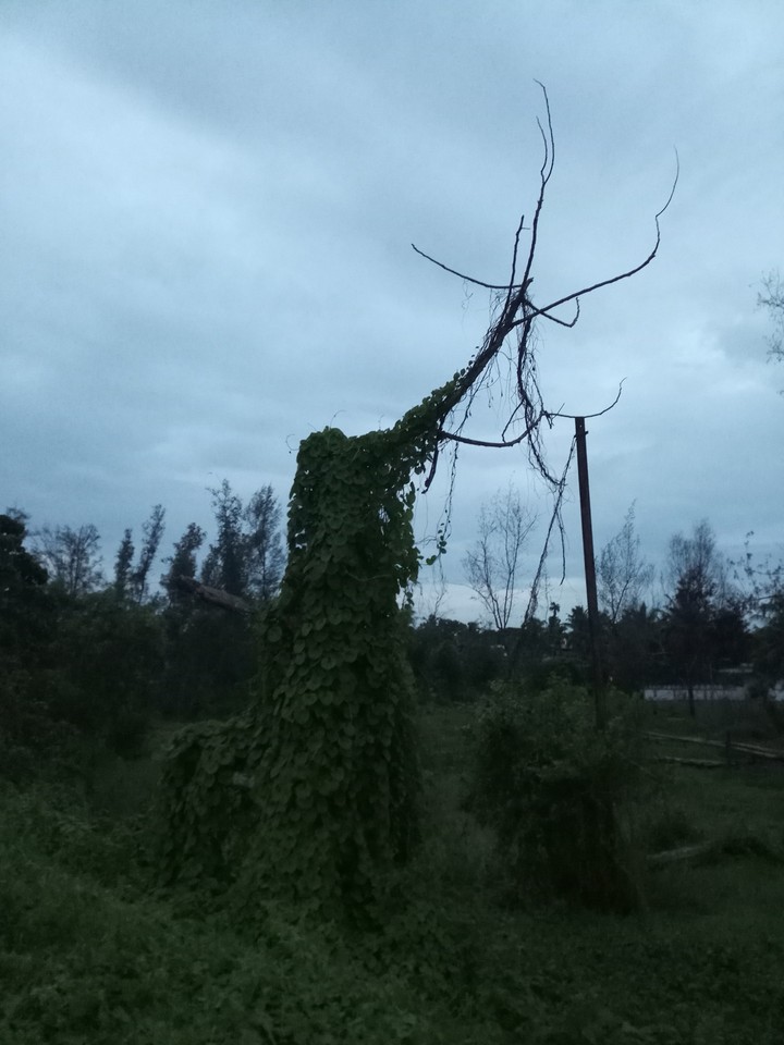 Nature