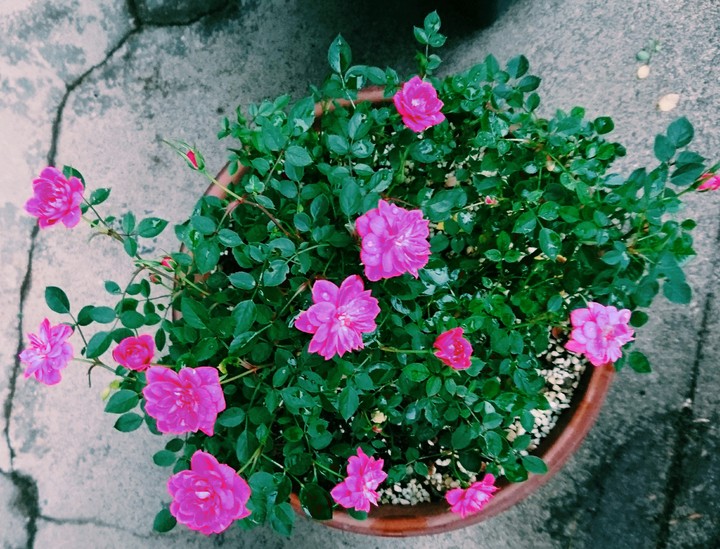 薔薇