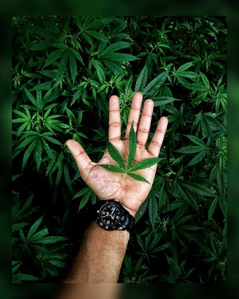 leafy hand