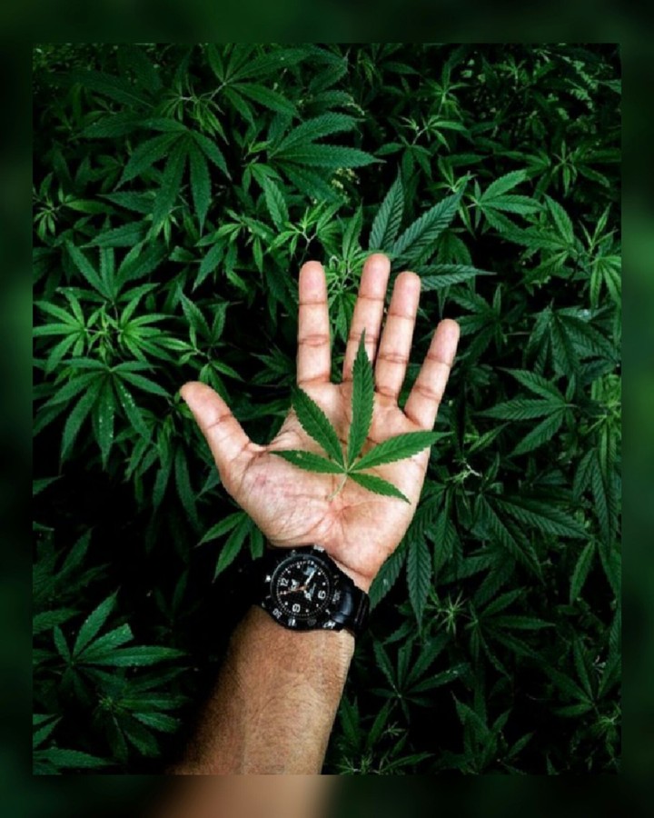 leafy hand
