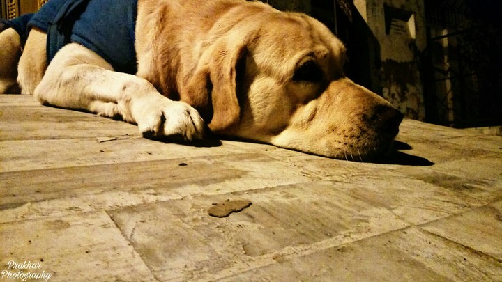 dog