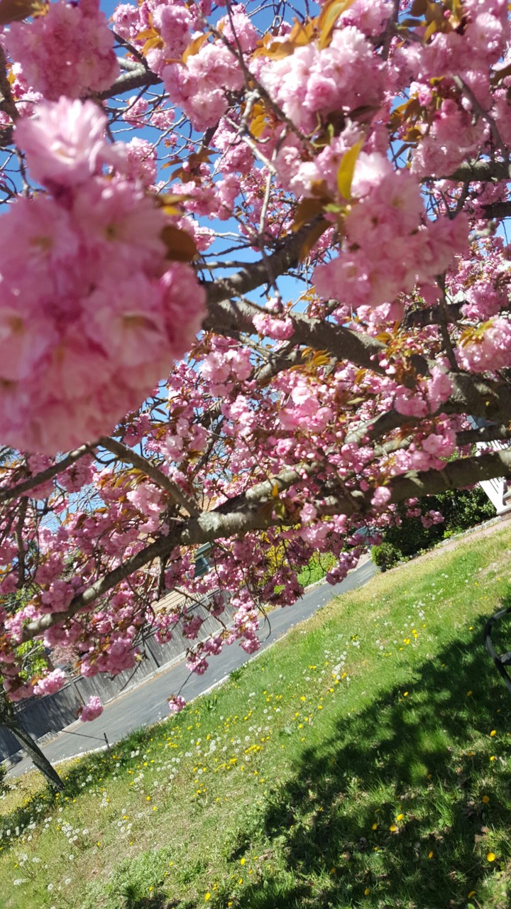 flowers