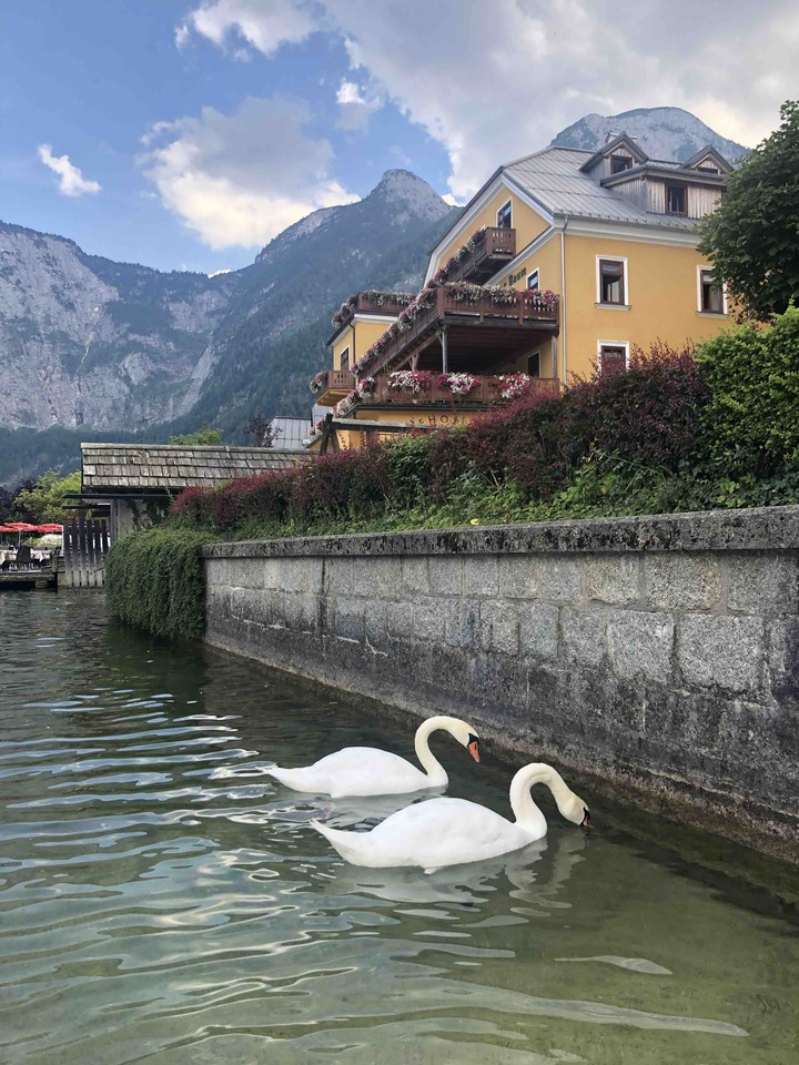 swans in Hallstatt, Austria