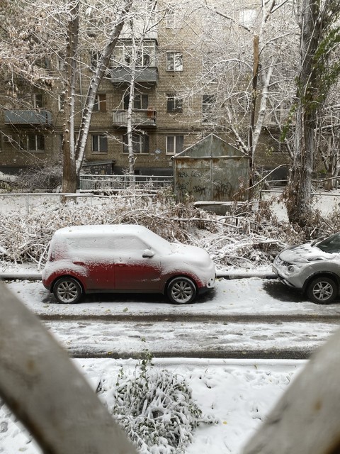 papéis de parede plant, snow