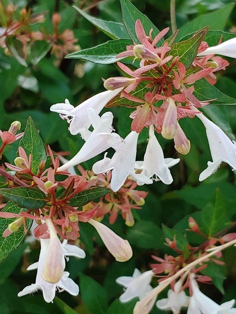 shrub, abelia壁紙