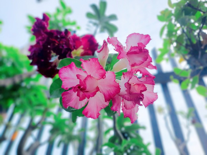 ชวนชม