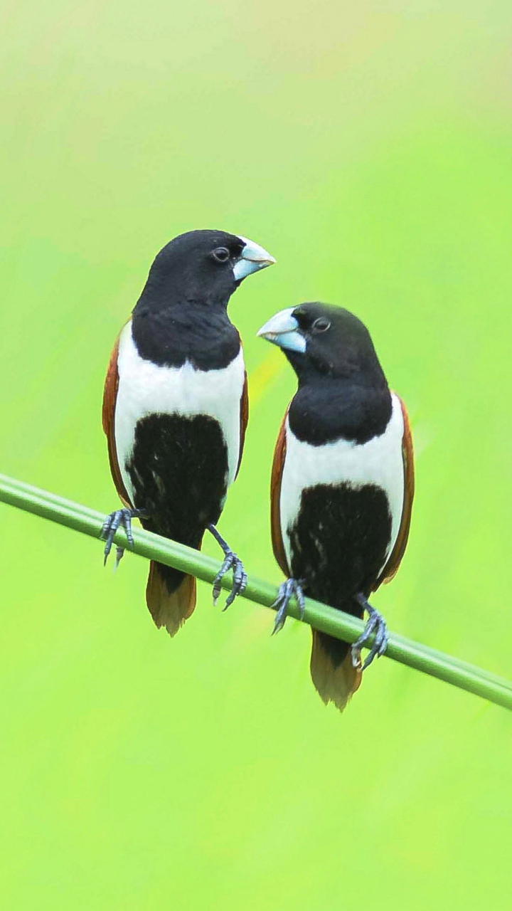 Tricolors birds✨✨✨✨