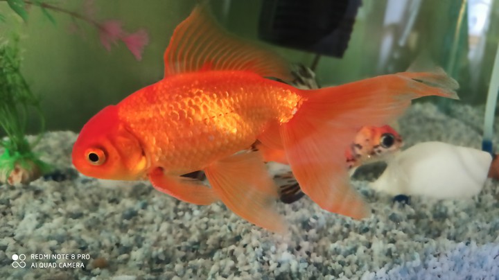gold fish