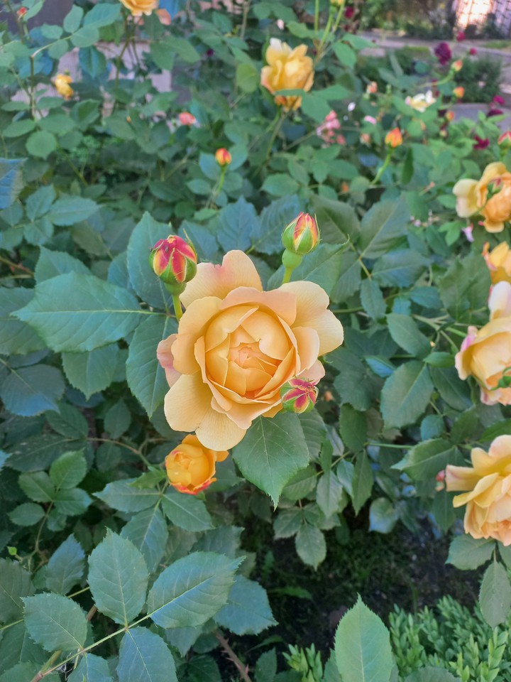 rose
